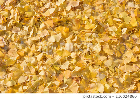 Ginkgo leaves spread all over 110024860