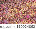 Carpet of fallen leaves 110024862