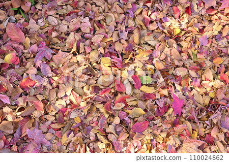 Carpet of fallen leaves 110024862