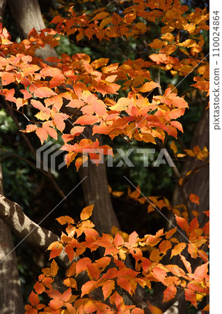 Yellow leaves tree 110024864