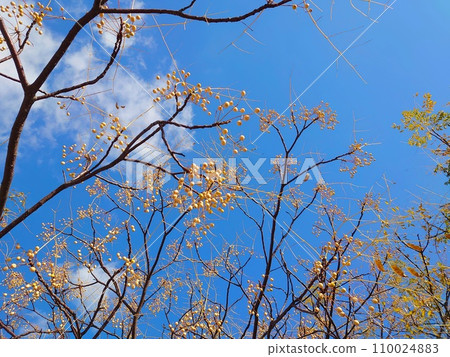 Beautiful blue sky and ginkgo copy space 110024883