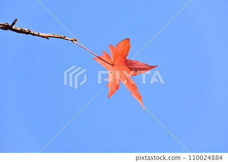 Autumn leaves shining in the blue sky Autumn leaves shining in the blue sky 110024884