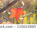 Autumn leaves 110024885