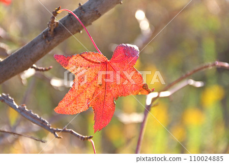 Autumn leaves Autumn leaves 110024885
