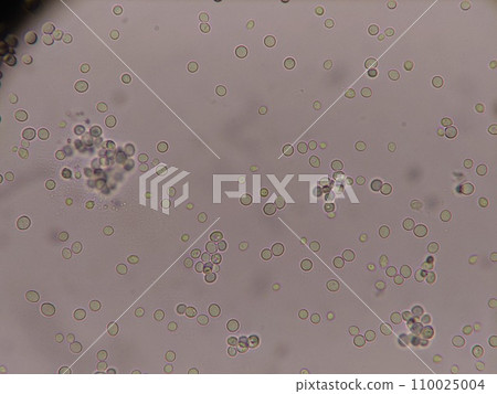 Baker's yeast viewed under a light microscope at 400x Baker's yeast viewed under a light microscope at 400x 110025004