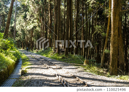 The old forest railway section of the Shuishan Trail at Alishan Forest Recreation Area in Chiayi, Taiwan. Now obsolete and unable to operate. 110025496