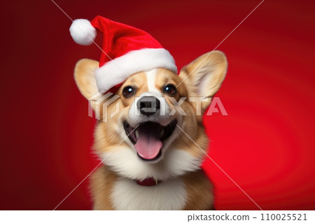 Christmas corgi dog wearing santa hat on red background. Christmas corgi dog wearing santa hat on red background. 110025521