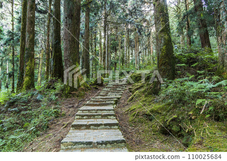 Stone stair footpath through the green forest at Alishan Forest Recreation Area in Chiayi, Taiwan. 110025684