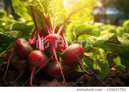 beetroots grow in the vegetable garden in sunny day 110025782