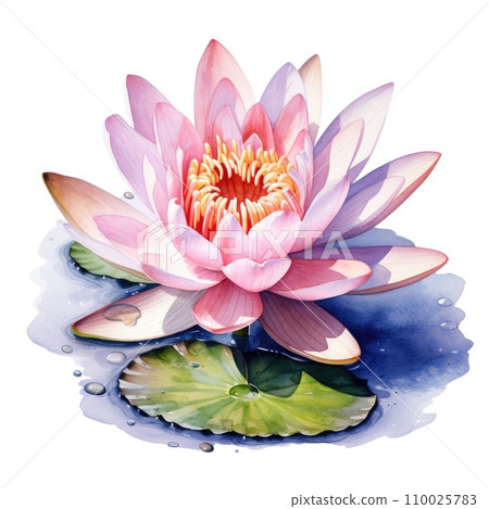 watercolor water lily flower illustration on a white background. watercolor water lily flower illustration on a white background. 110025783