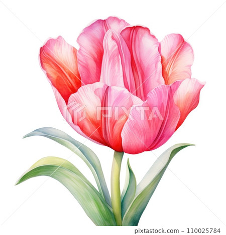watercolor tulip flowers illustration on a white background. 110025784