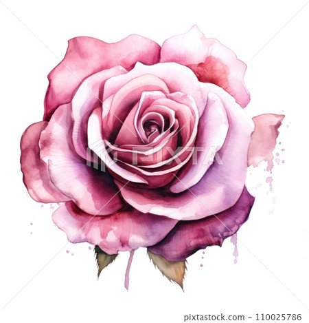 watercolor rose flower illustration on a white background. watercolor rose flower illustration on a white background. 110025786