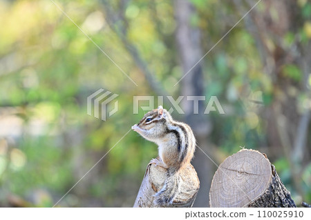 Chipmunk sunbathing comfortably Saitama City, Saitama Prefecture (Citizens' Forest, Minuma Green Center, Squirrel House) 110025910