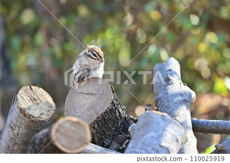 Chipmunk sunbathing comfortably Saitama City, Saitama Prefecture (Citizens' Forest, Minuma Green Center, Squirrel House) 110025919