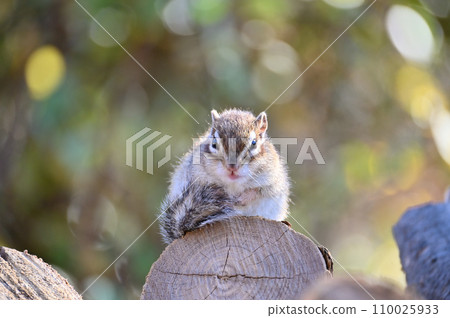 Chipmunk sunbathing comfortably Saitama City, Saitama Prefecture (Citizens' Forest, Minuma Green Center, Squirrel House) 110025933