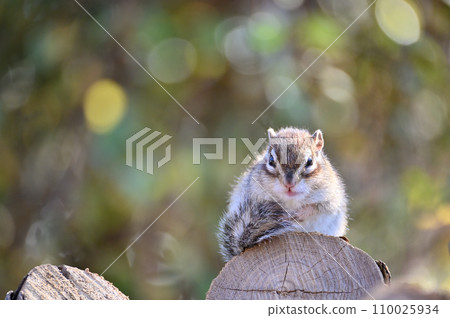Chipmunk sunbathing comfortably Saitama City, Saitama Prefecture (Citizens' Forest, Minuma Green Center, Squirrel House) 110025934