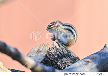 Chipmunk sunbathing comfortably Saitama City, Saitama Prefecture (Citizens' Forest, Minuma Green Center, Squirrel House) 110025935