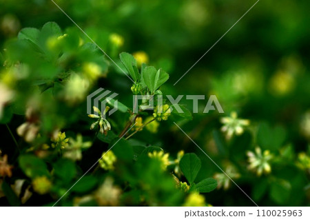 鯰魚的特寫 鯰魚的特寫 110025963