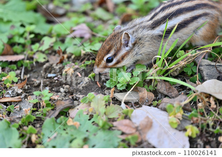 Chipmunk hiding food in its burrow, Saitama City, Saitama Prefecture (Citizens' Forest, Minuma Green Center, Squirrel House) 110026141