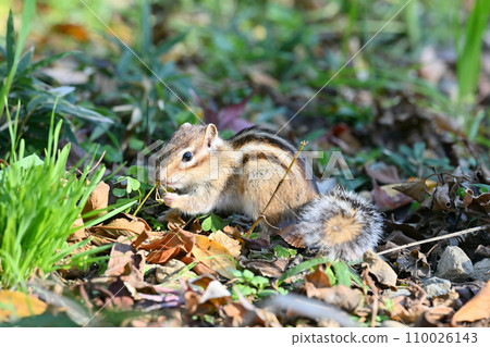 Chipmunk hiding food in its burrow, Saitama City, Saitama Prefecture (Citizens' Forest, Minuma Green Center, Squirrel House) Chipmunk hiding food in its burrow, Saitama City, Saitama Prefecture (Citizens' Forest, Minuma Green Center, Squirrel House) 110026143