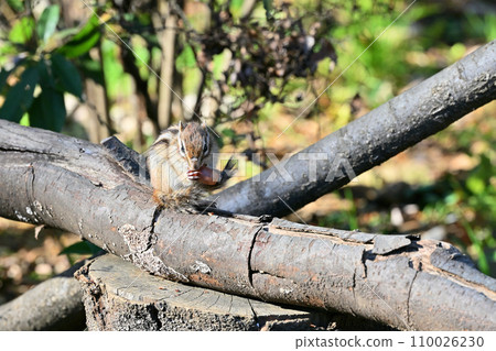 Chipmunk eating, Saitama City, Saitama Prefecture (Citizens' Forest, Minuma Green Center, Squirrel House) Chipmunk eating, Saitama City, Saitama Prefecture (Citizens' Forest, Minuma Green Center, Squirrel House) 110026230