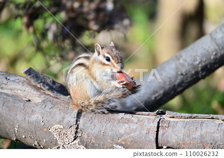 Chipmunk eating, Saitama City, Saitama Prefecture (Citizens' Forest, Minuma Green Center, Squirrel House) 110026232