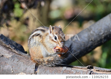Chipmunk eating, Saitama City, Saitama Prefecture (Citizens' Forest, Minuma Green Center, Squirrel House) 110026233