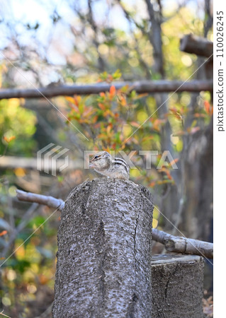 Chipmunk eating, Saitama City, Saitama Prefecture (Citizens' Forest, Minuma Green Center, Squirrel House) 110026245