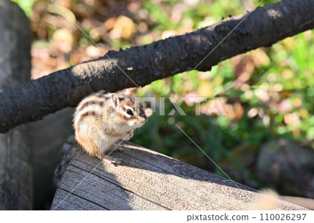 Chipmunk resting on a tree, Saitama City, Saitama Prefecture (Citizens' Forest, Minuma Green Center, Squirrel House) 110026297