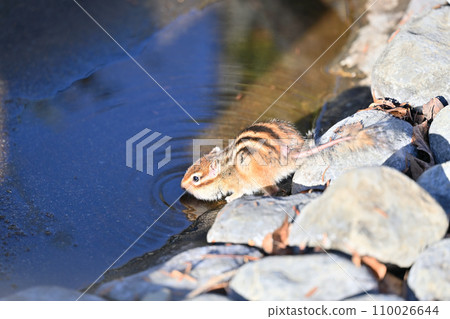 Chipmunk drinking water, Saitama City, Saitama Prefecture (Citizens' Forest, Minuma Green Center, Squirrel House) Chipmunk drinking water, Saitama City, Saitama Prefecture (Citizens' Forest, Minuma Green Center, Squirrel House) 110026644