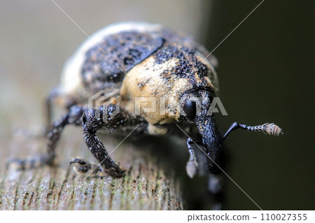 象鼻蟲近距離 110027355