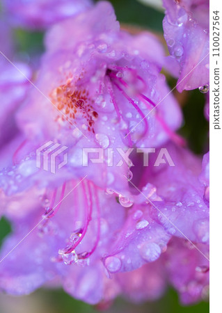 beautiful lilac rhododendron flower blossom with water drops. macro shot. art shot with selective focus and blurs beautiful lilac rhododendron flower blossom with water drops. macro shot. art shot with selective focus and blurs 110027564