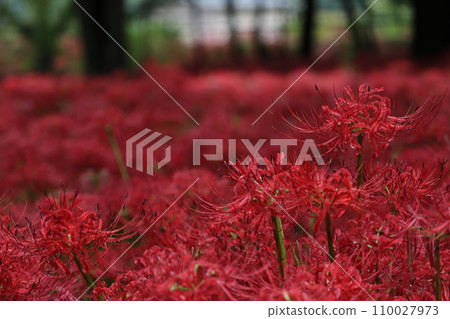 鮮紅的蜘蛛百合，紅毯 110027973
