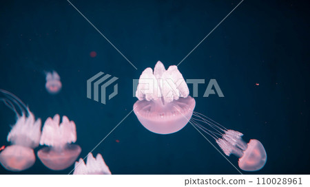Acromitus flagellatus jellyfish, transparent jellyfish live in the coastal waters dark background. 110028961
