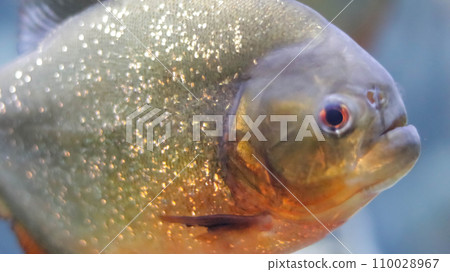 Close up of Red-bellied piranha or red piranha or Pygocentrus nattereri fish found from Amazon, Paraguay, Parana and Essequibo rivers. Close up of Red-bellied piranha or red piranha or Pygocentrus nattereri fish found from Amazon, Paraguay, Parana and Essequibo rivers. 110028967