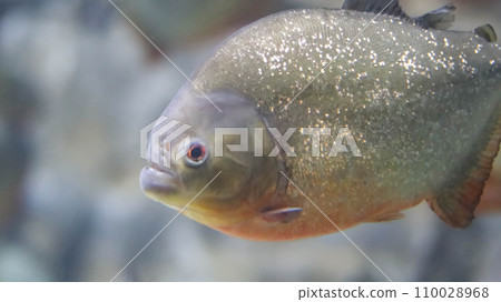 Close up of Red-bellied piranha or red piranha or Pygocentrus nattereri fish found from Amazon, Paraguay, Parana and Essequibo rivers. Close up of Red-bellied piranha or red piranha or Pygocentrus nattereri fish found from Amazon, Paraguay, Parana and Essequibo rivers. 110028968