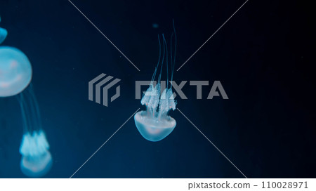 Acromitus flagellatus jellyfish, transparent jellyfish live in the coastal waters dark background. Acromitus flagellatus jellyfish, transparent jellyfish live in the coastal waters dark background. 110028971