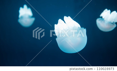 Acromitus flagellatus jellyfish, transparent jellyfish live in the coastal waters dark background. Acromitus flagellatus jellyfish, transparent jellyfish live in the coastal waters dark background. 110028973