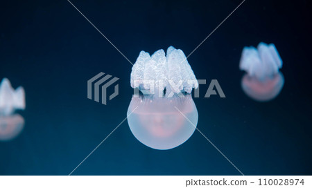 Acromitus flagellatus jellyfish, transparent jellyfish live in the coastal waters dark background. 110028974