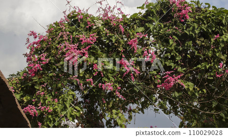 Antigonon leptopus or coral vine or mexican creeper or chain of love or confederate vine or queens wreath, is slowly clambering vine, pink flowers, and heart shaped leaves. Antigonon leptopus or coral vine or mexican creeper or chain of love or confederate vine or queens wreath, is slowly clambering vine, pink flowers, and heart shaped leaves. 110029028