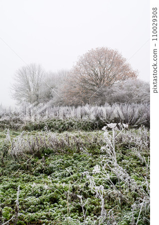 A forest of dead grass and branches turned white by the frost on a cold and desolate morning, in a field on the outskirts of London 110029308