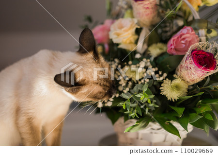 Hungry siamese cat portrait. Kitten is smelling flowers waiting for snacks on background of basket with roses at home Hungry siamese cat portrait. Kitten is smelling flowers waiting for snacks on background of basket with roses at home 110029669