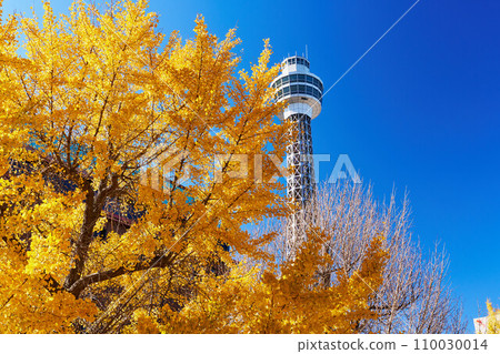 在秋葉季節的橫濱山下公園大道上的一排銀杏樹 110030014