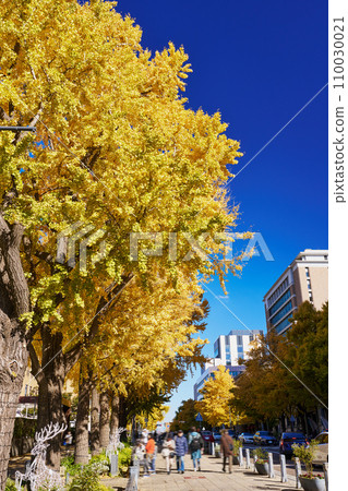 在秋葉季節的橫濱和日本主要街道上的一排銀杏樹 110030021