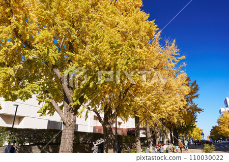 在秋葉季節的橫濱和日本主要街道上的一排銀杏樹 在秋葉季節的橫濱和日本主要街道上的一排銀杏樹 110030022