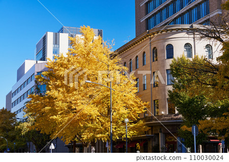 在秋葉季節的橫濱和日本主要街道上的一排銀杏樹 110030024