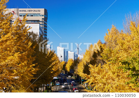 在秋葉季節的橫濱山下公園大道上的一排銀杏樹 110030050