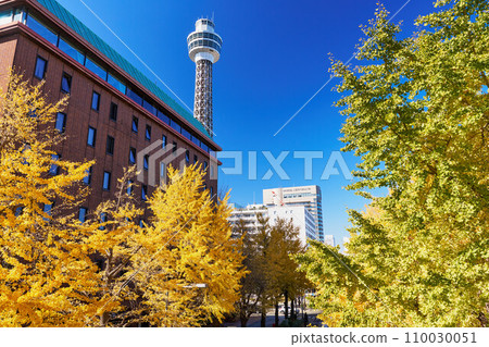 在秋葉季節的橫濱山下公園大道上的一排銀杏樹 110030051