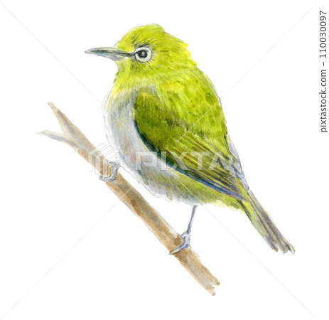 Japanese white-eye perching on a branch Japanese white-eye perching on a branch 110030097