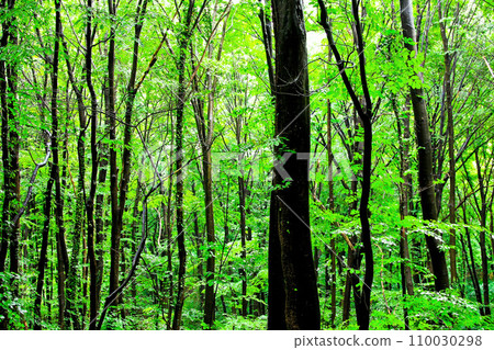 Forest 110030298